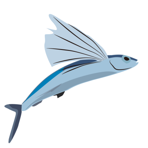 Flying fish PNG Download