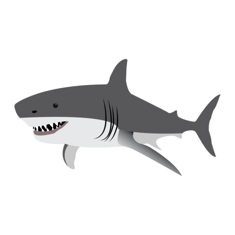 Shark fish png Free Download