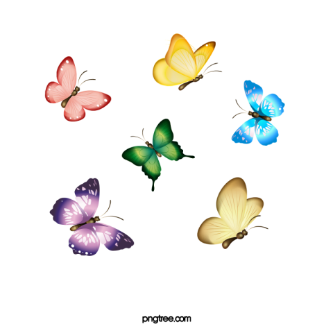Butterfly transparent background PNG Free Download