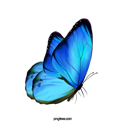 Butterfly PNG Free Download