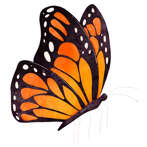 Watercolor butterfly insect monarch butterfly PNG Free Download