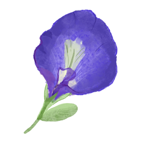 Blue butterfly pea flower picture PNG Download