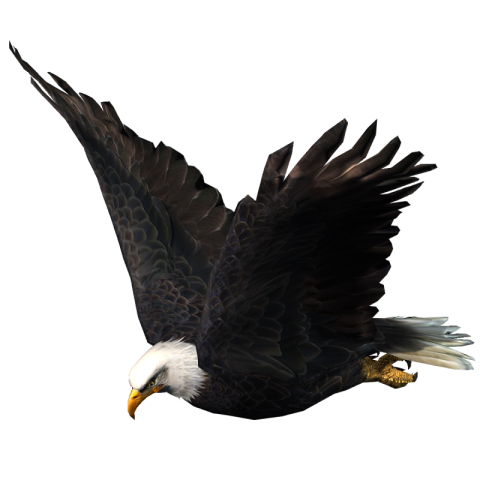 Wild eagle flap PNG Free Download