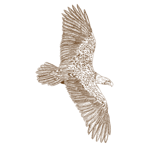 Engraving drawing of eagle PNG Free Download