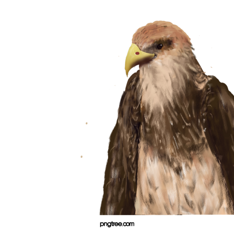 Eagle head and sharp eyes PNG Download Free