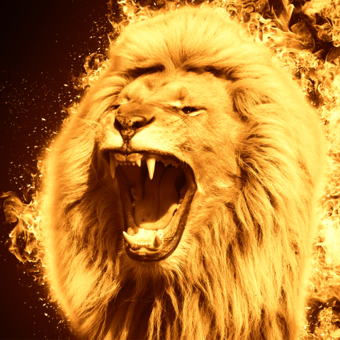 Lion fire background lion king PNG Free Download