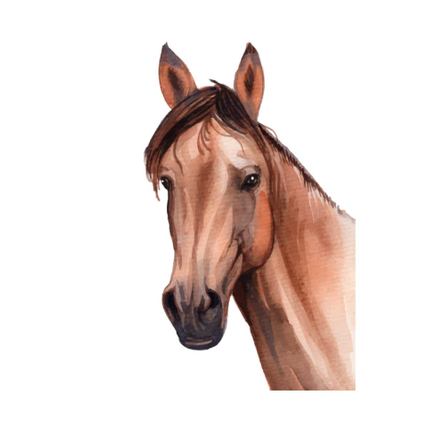 Watercolor hand painted horse illustration PNG Free Download