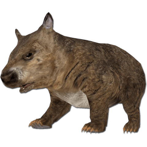 Hairy Nosed Wombat PNG Free Download