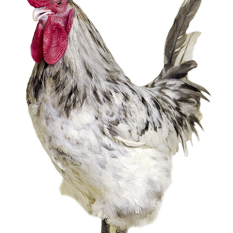 Free Rooster PNG Transparent Image