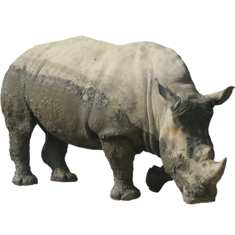 Forest Wild Animal Rhinoceros PNG Image