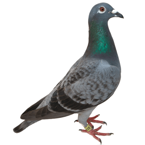 Rock Dove, Pigeon PNG Transparent Background