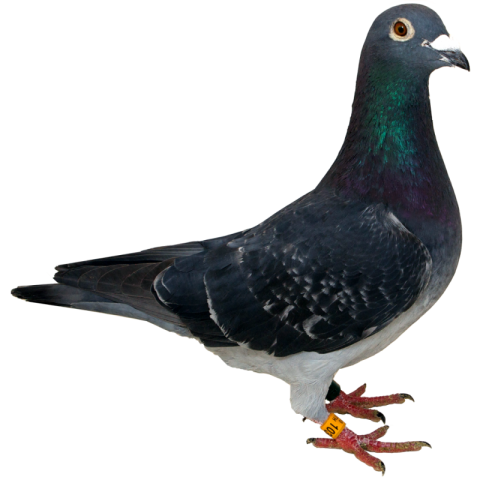 HD Clip Art Rock Dove PNG Transparent birds