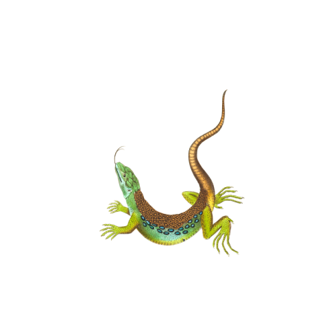 Reptile PNG Image On Transparent Background