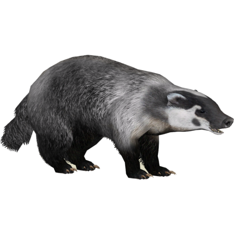 Isolated Clipart Stink Badger PNG Animal Photo