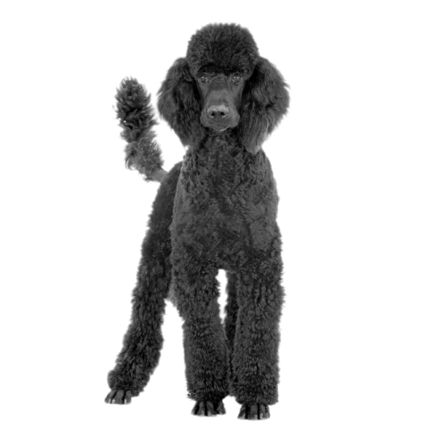 Black Poodle with Transparent PNG Image