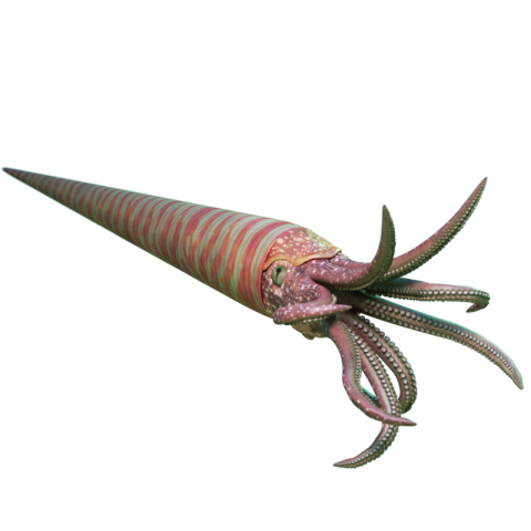 Nautiloid PNG Transparent Image Download Free