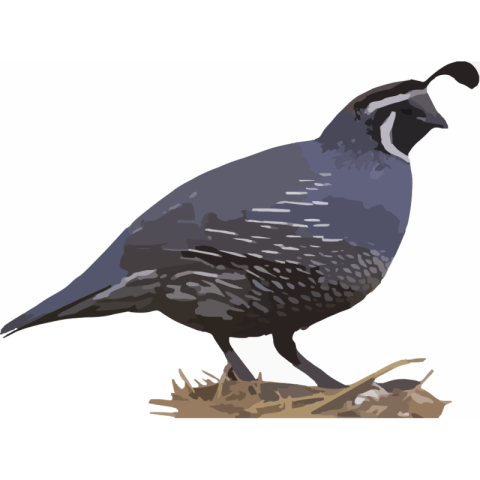 Clipart Quail PNG Image with White Background