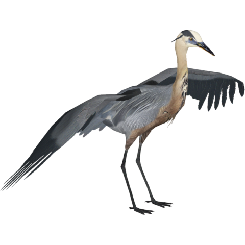 Heron PNG Image ON Transparent Background