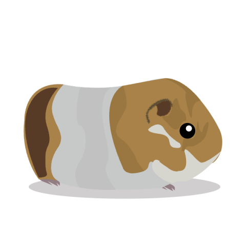 Kawaii Guinea Pig PNG Animal Image Download Free