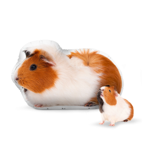 Abyssinian Guinea Pig PNG Art Image Free tRansparent