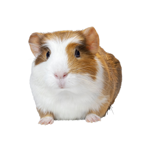 Animated Guinea Pig PNG Picture Free Download