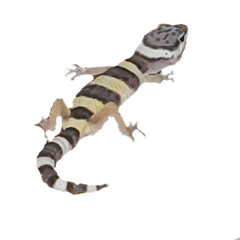 Illustration Leopard Lizard PNG Image