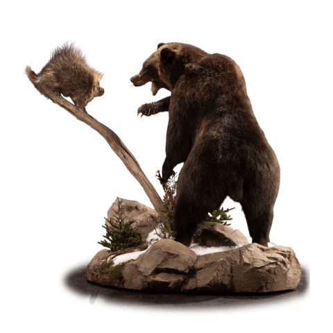 Kodiak Brown Bear PNG Image Free Transparent