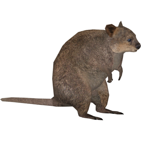 Quokka PNG Image Free Transparent Background