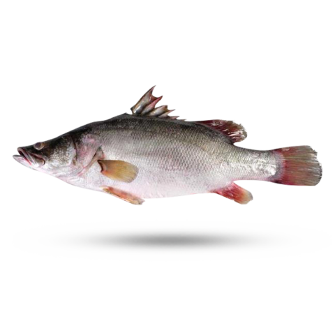 Illustration Nile Tilapia PNG Fish Picture