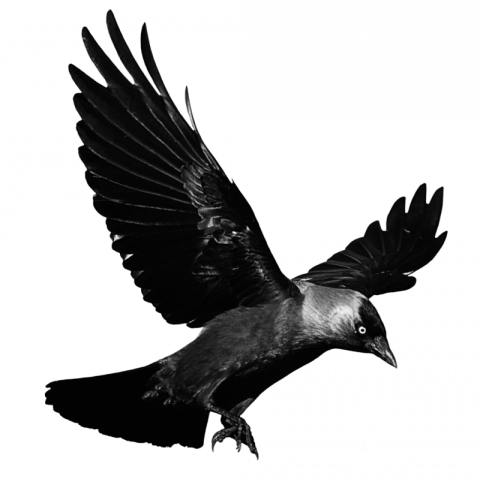 Flying Black Crow PNG Image, Vector Cow Transparent Background Image