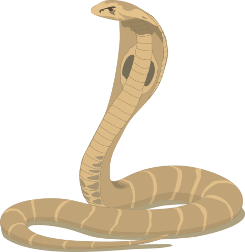 Transparent Snake Clipart PNG Picture Free Download