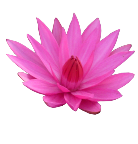 Beautiful Pink Lotus PNG Image Free Transparent Background Download