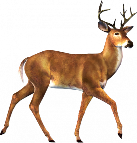 Png Deer Free png download game 3d deer