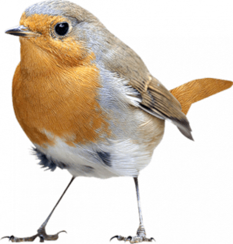 Sparrow birds free png free download