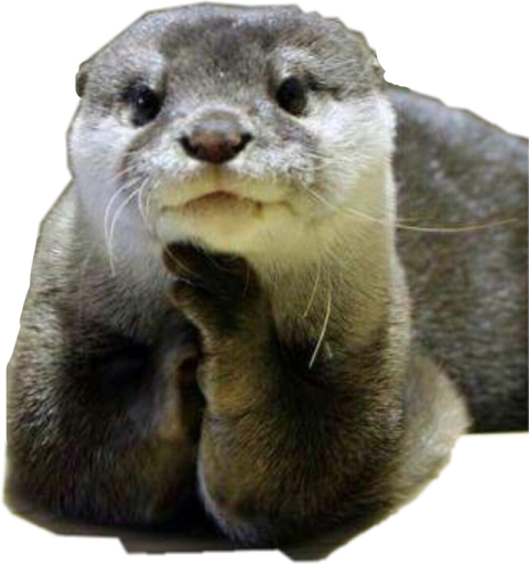 Otter PNG Transparent Image