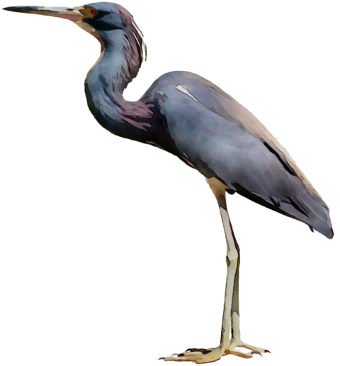 Great Blue Heron Clipart PNG Free Download Image