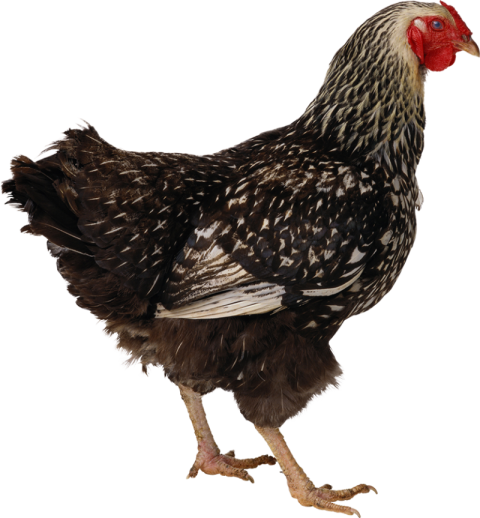 Black hen chicken PNG free download