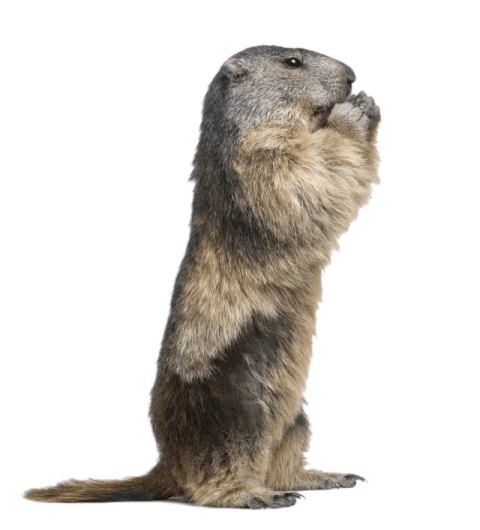 Transparent HD Groundhog PNG mage