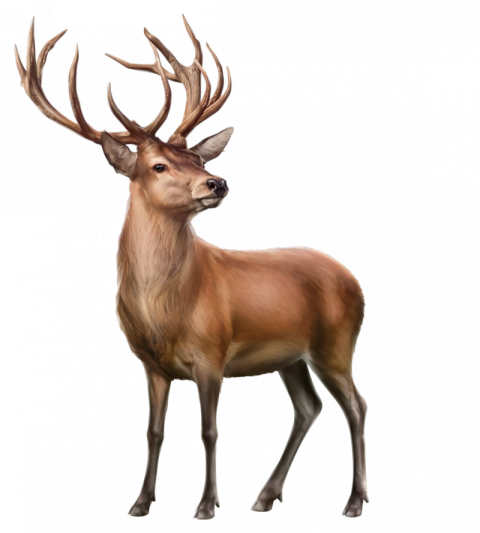 3d Deer for game free png download