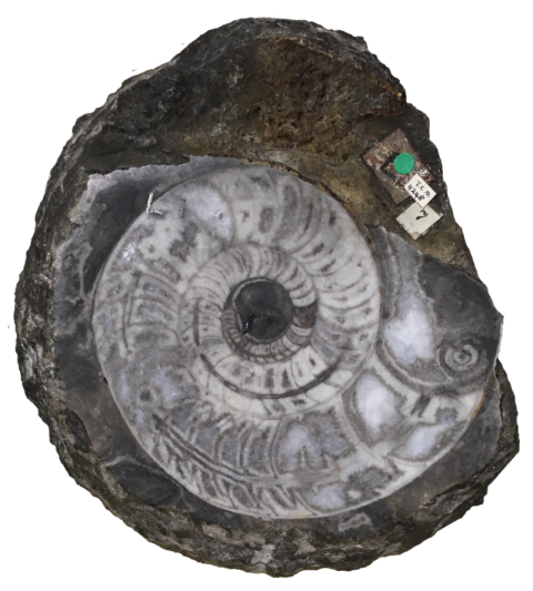 Science Nautiloid PNG Image Download Free