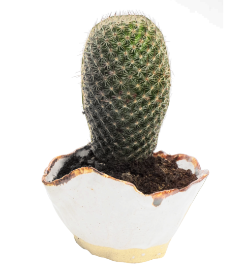 Realishtic Cactus PNG Plant Image