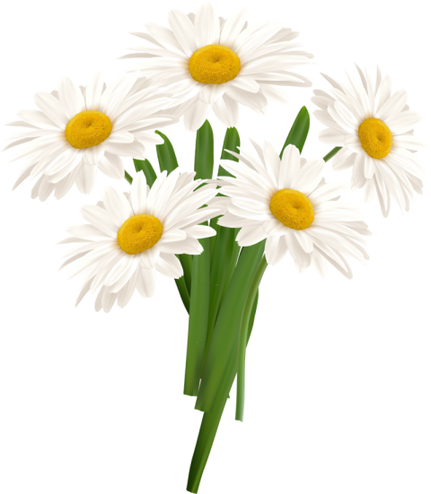 German Plant Chamomile Flower PNG Picture Transparent Free Download