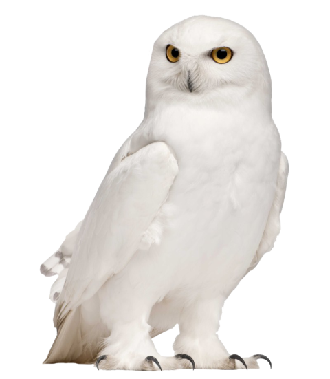 Beautiful Owl pure white colour sitting pose transparent background High quality png free download
