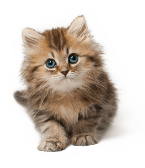 HD Cute Kitten PNG Cat Image Free Transparent