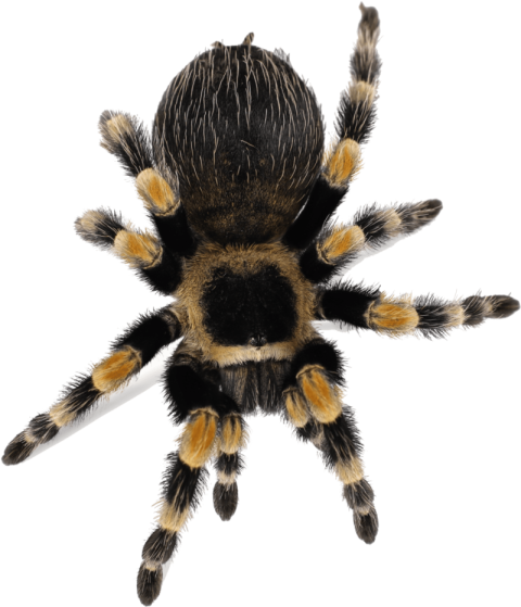 Tarantula PNG, Vector Art Image Free Download