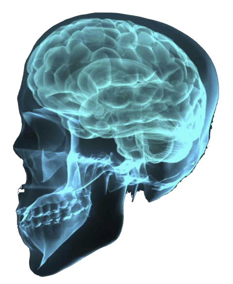 Radiology X Ray PNG Skull Image Free Download