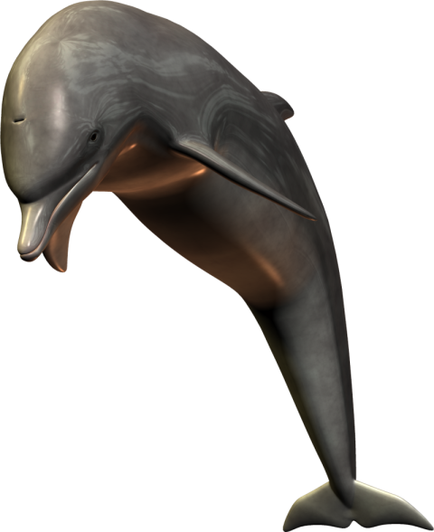 Dolphin fish png free