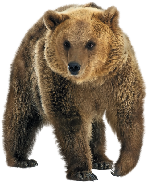 Wild Animals PNG Big Bear Image Of transparent Free Download