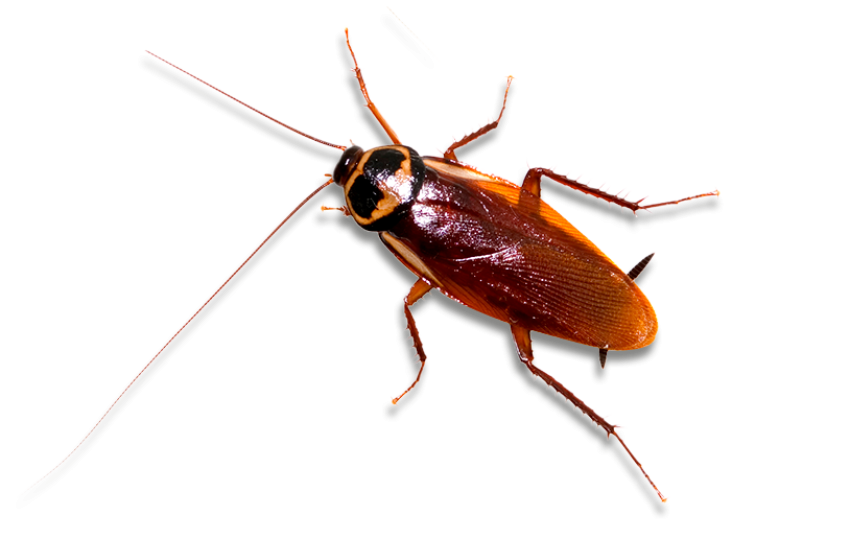 Massachusetts Cockroach Transparent Background PNG Clipart Free Download