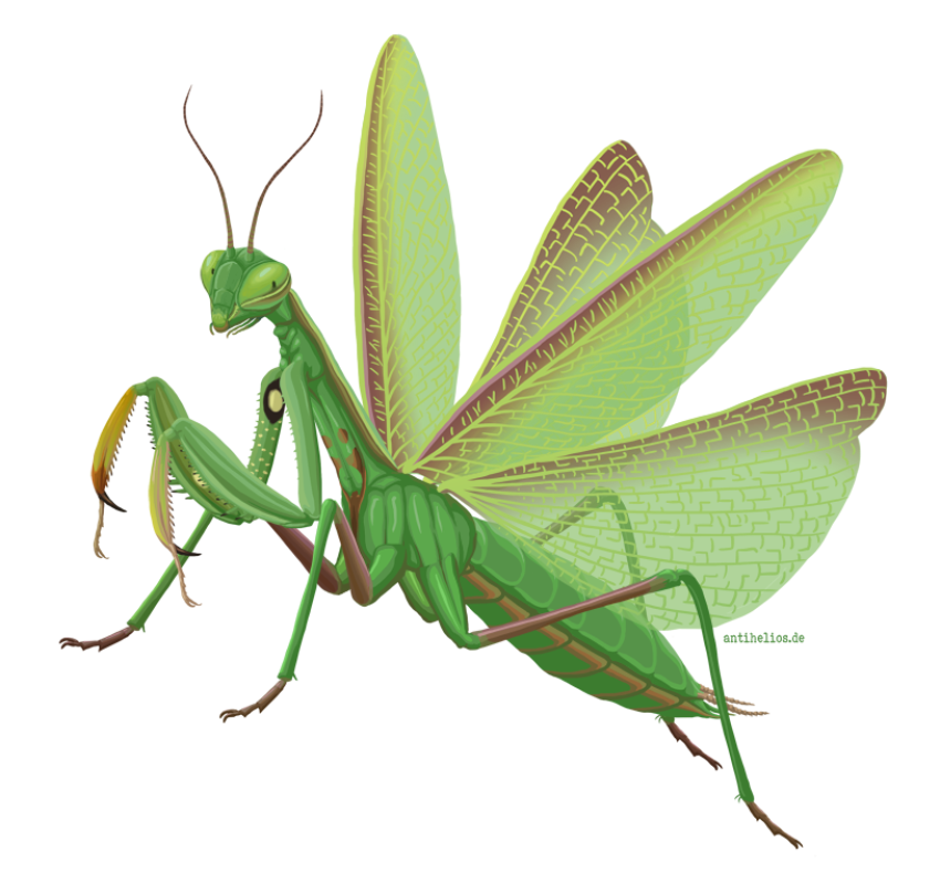 Cute Flying Mantis PNG Transparent Image Download Free